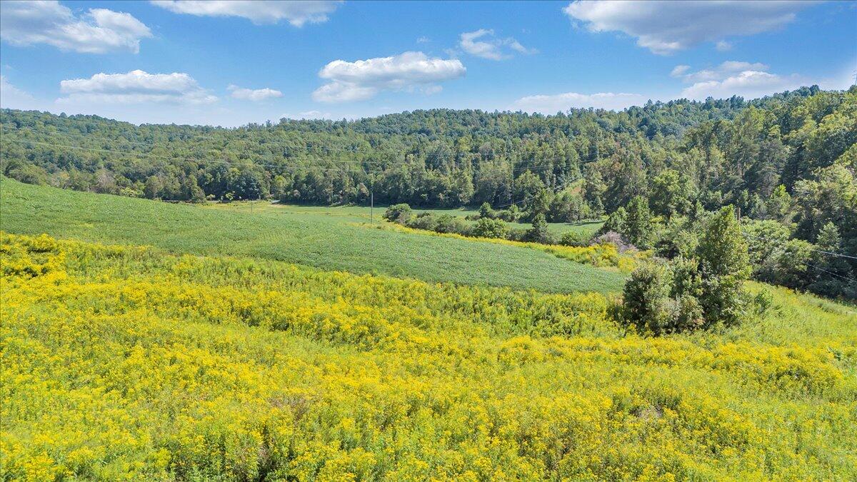 5741 Providence Church Road Ferrum, VA 24088 - Photo 37 of 52 a view of a yard with an trees
