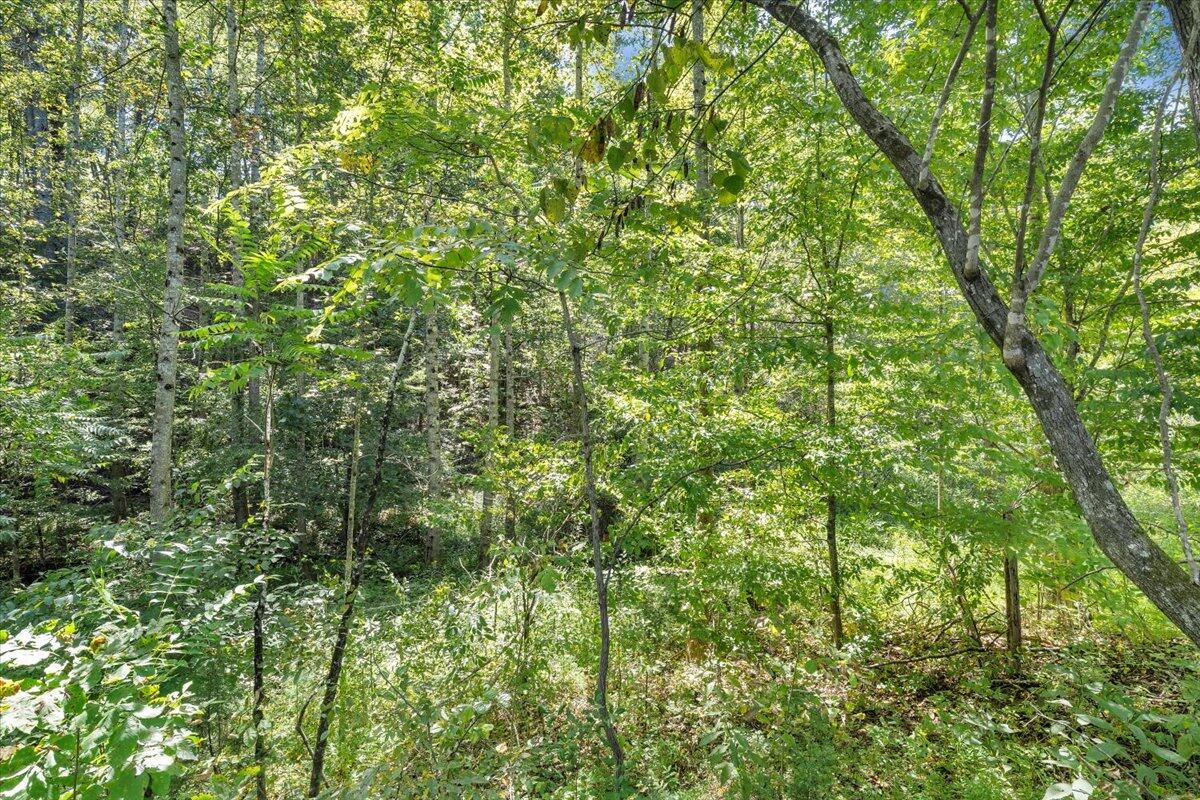 5741 Providence Church Road Ferrum, VA 24088 - Photo 50 of 52 a view of a lush green forest