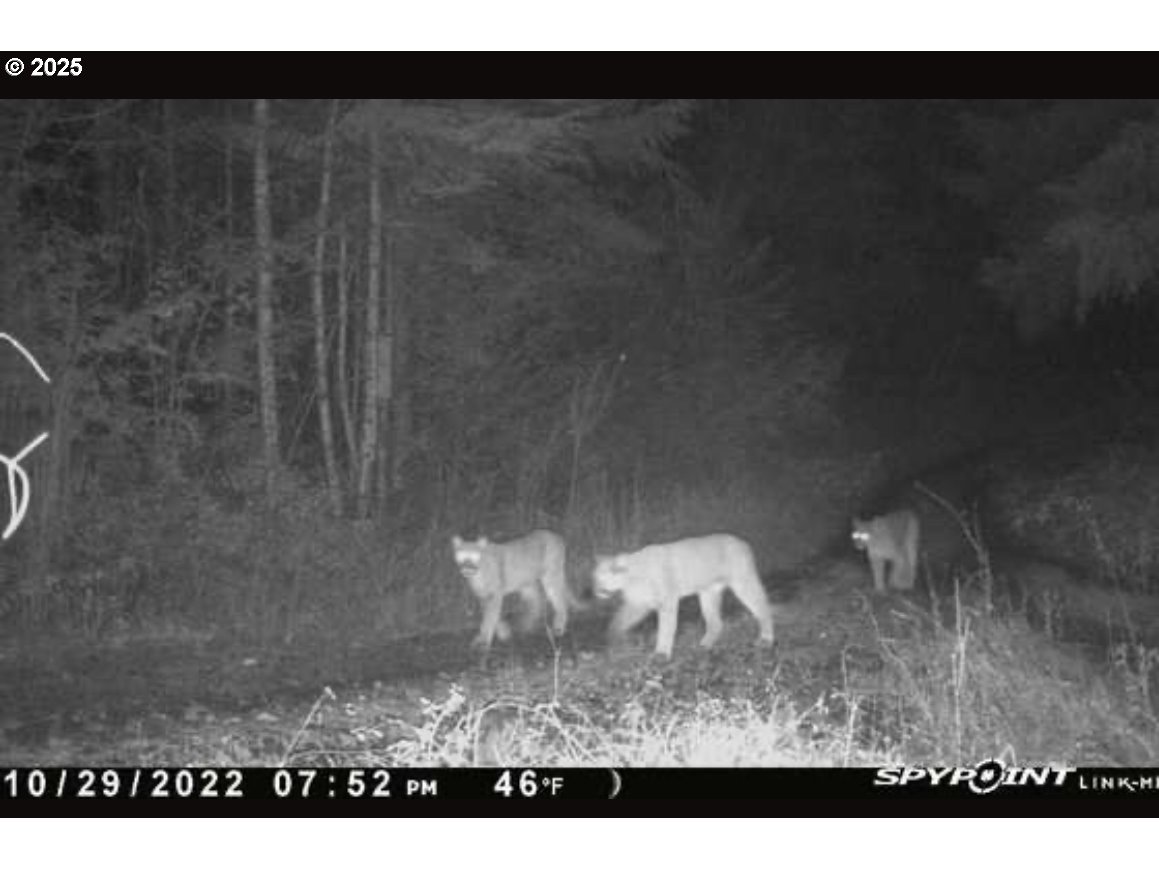 Kenady Lane Cottage Grove, OR 97424 - Photo 16 of 41 a black and white photo of a bathroom