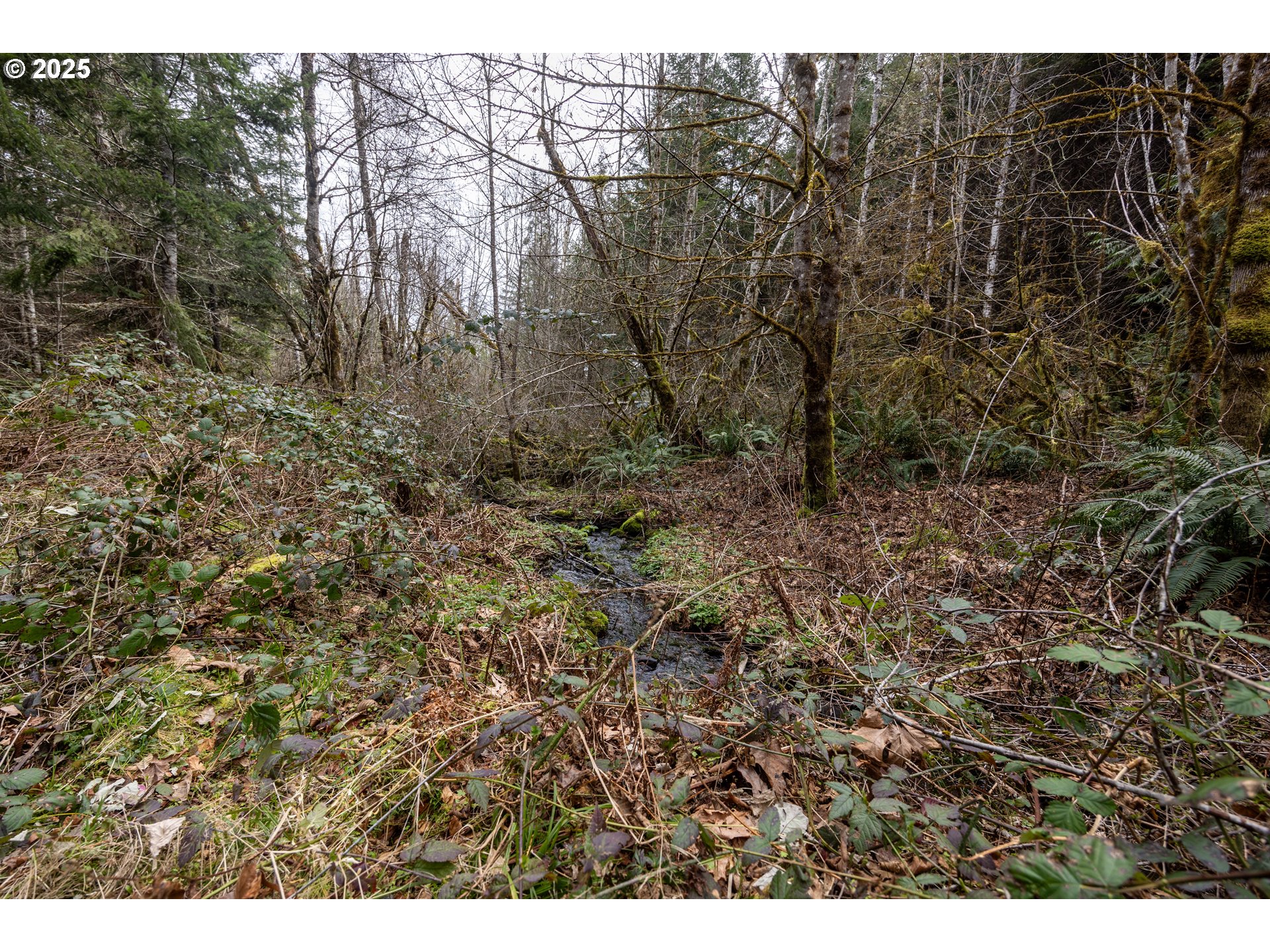 Kenady Lane Cottage Grove, OR 97424 - Photo 29 of 41 a view of a dry yard with trees all around
