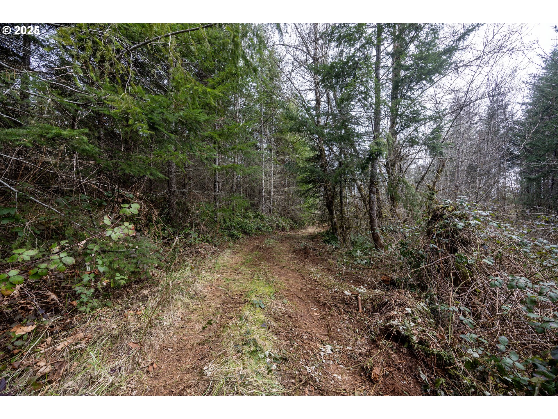 Kenady Lane Cottage Grove, OR 97424 - Photo 31 of 41 a view of a forest with trees in the background