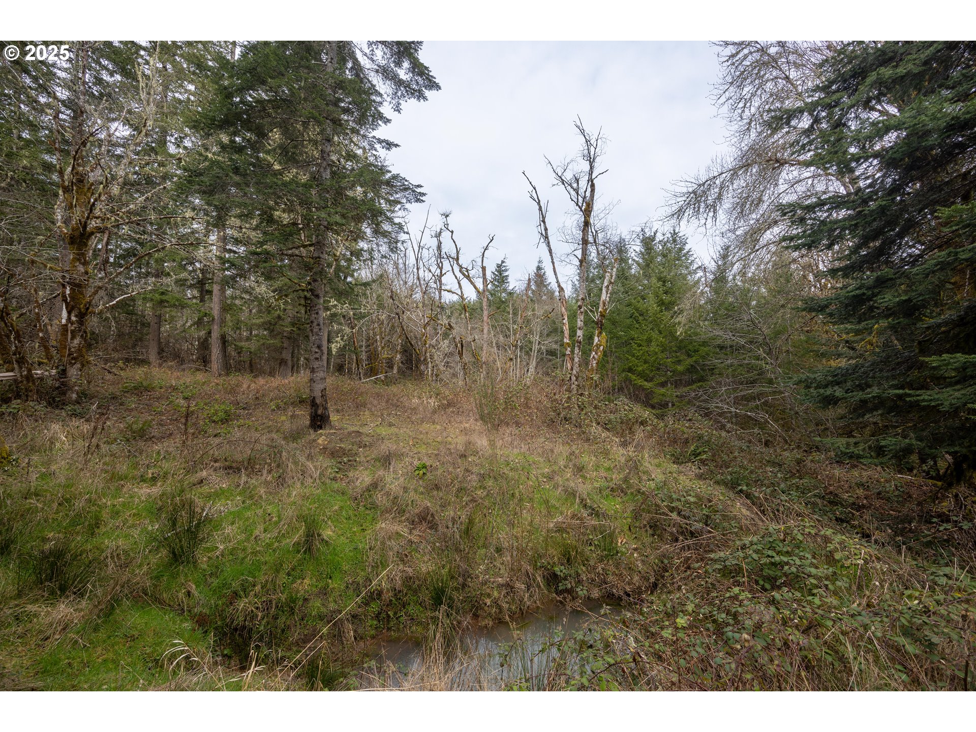 Kenady Lane Cottage Grove, OR 97424 - Photo 33 of 41 a view of a dry yard with trees