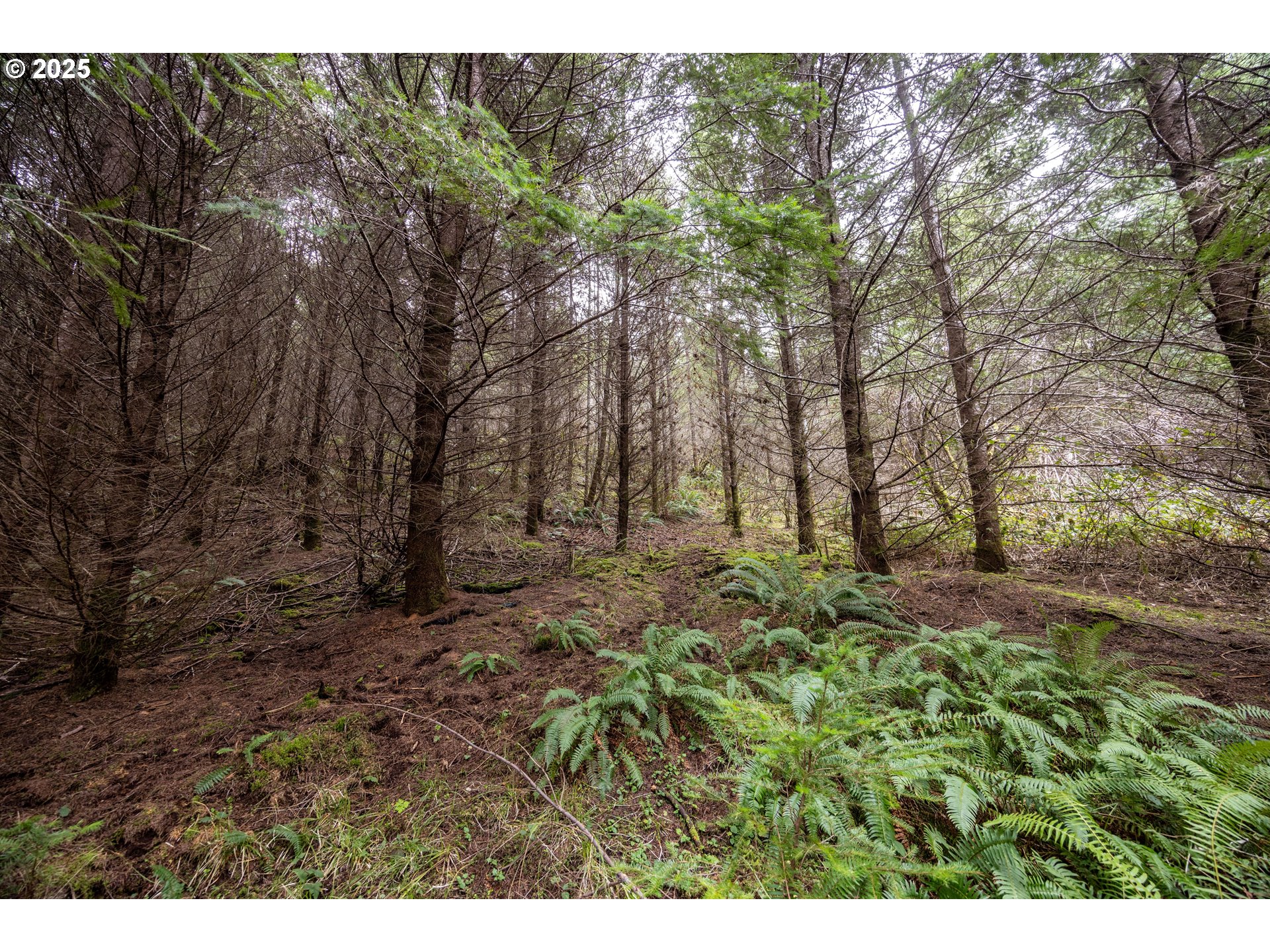 Kenady Lane Cottage Grove, OR 97424 - Photo 34 of 41 a view of backyard with green space