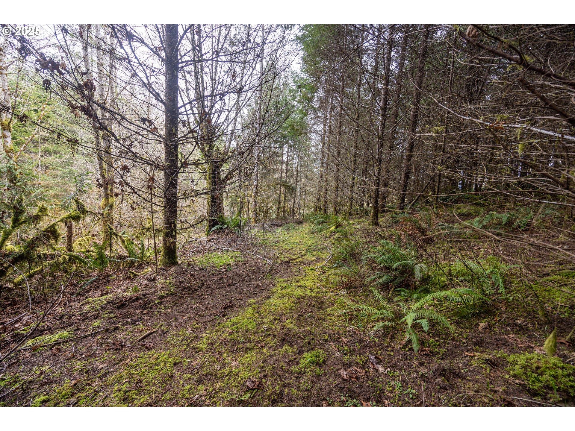 Kenady Lane Cottage Grove, OR 97424 - Photo 35 of 41 a view of outdoor space with trees
