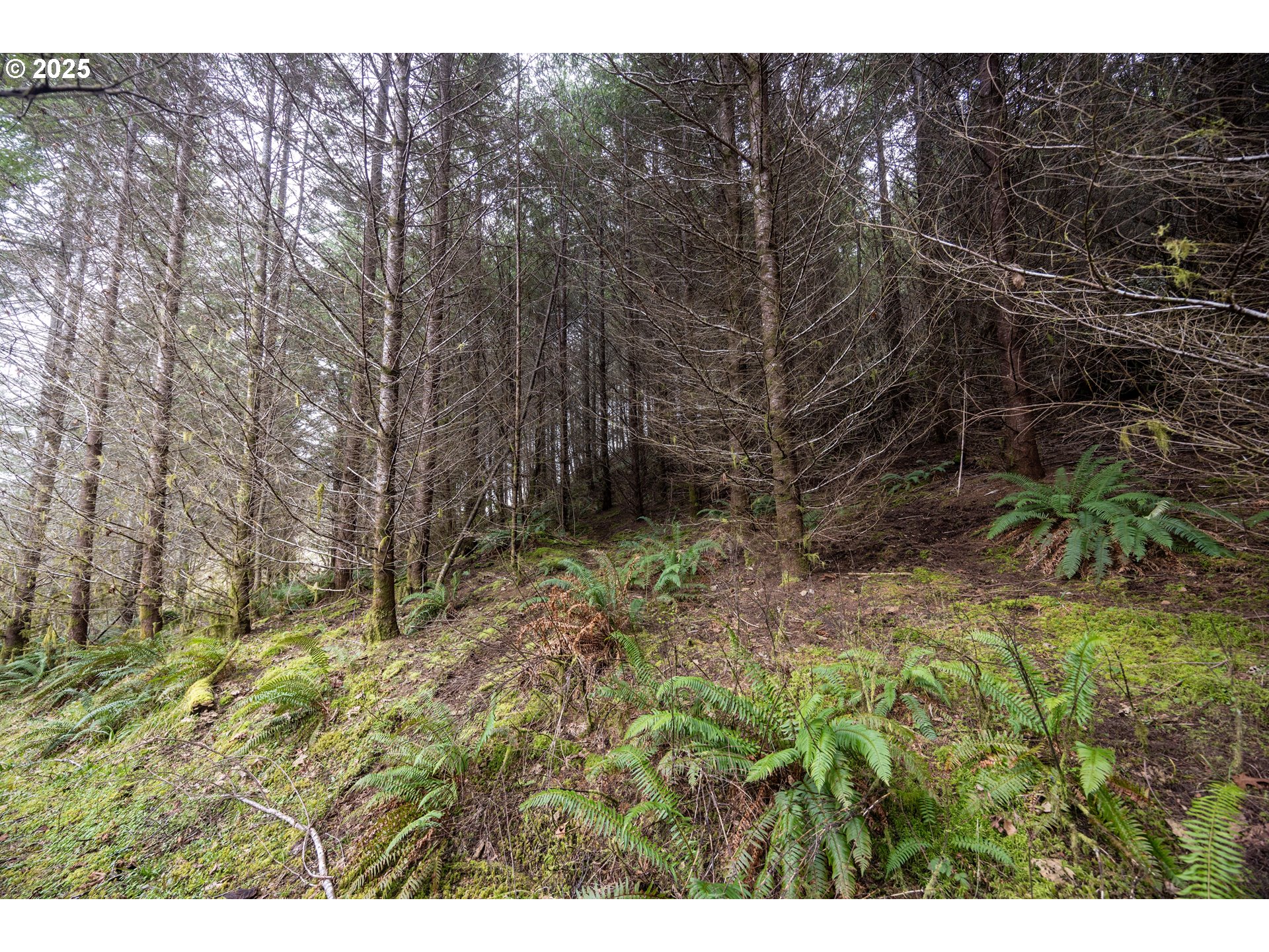 Kenady Lane Cottage Grove, OR 97424 - Photo 36 of 41 a view of outdoor space and a yard
