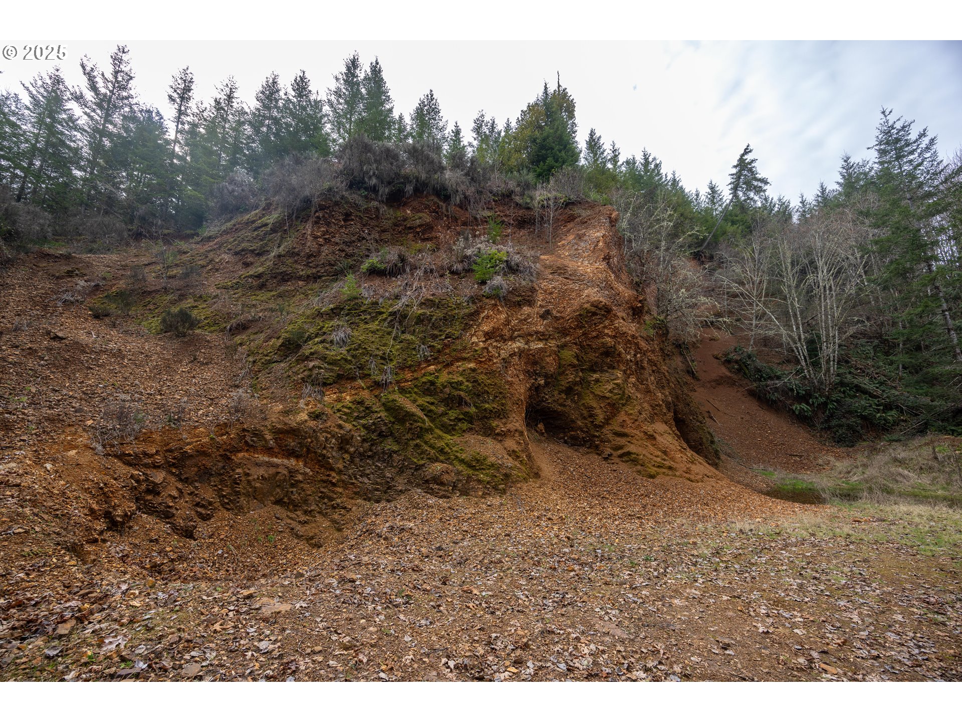 Kenady Lane Cottage Grove, OR 97424 - Photo 5 of 41 a view of a dry yard with trees in the background