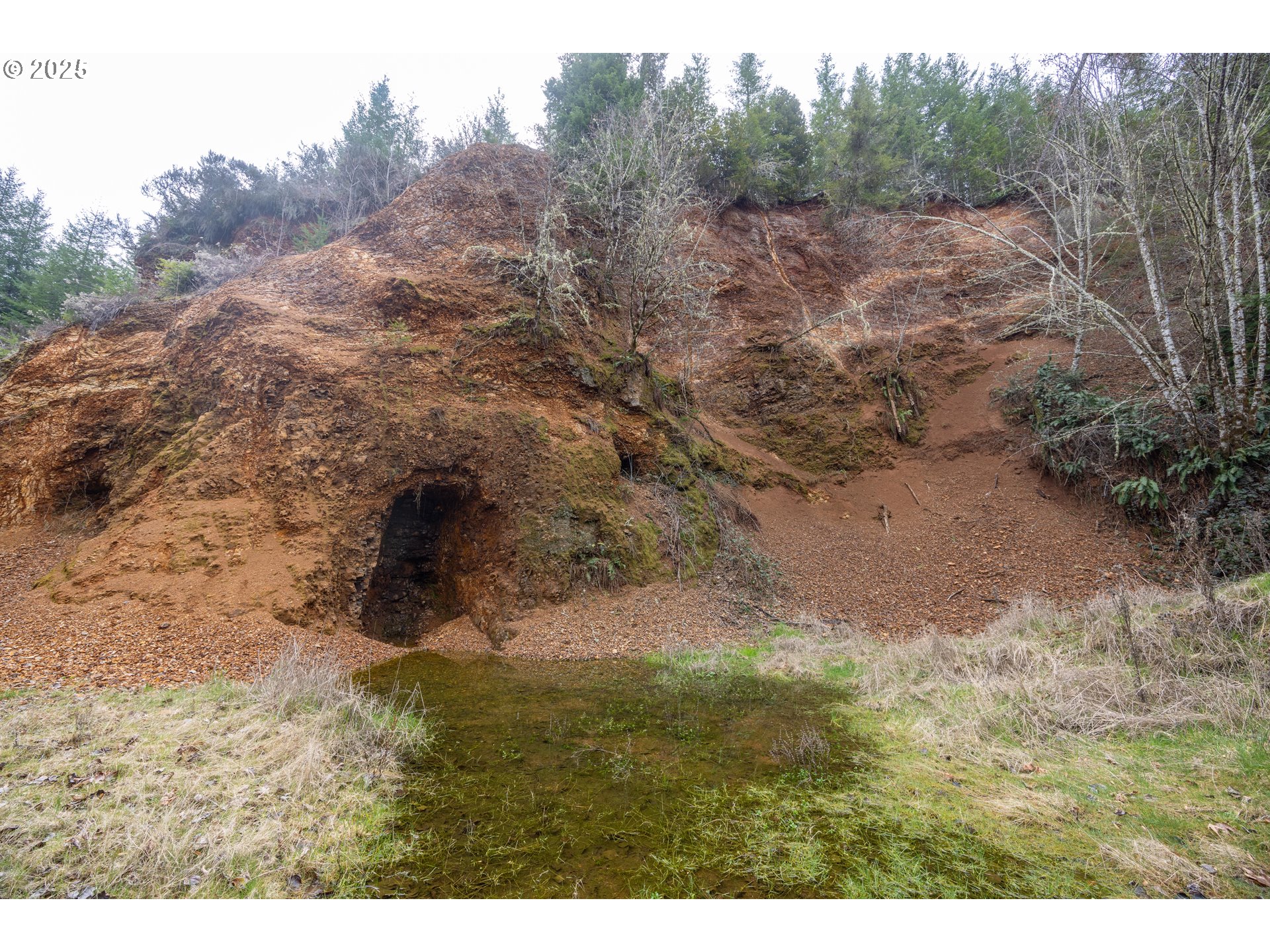 Kenady Lane Cottage Grove, OR 97424 - Photo 9 of 41 a view of a yard with trees in the background