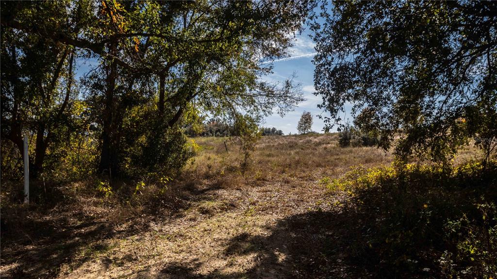 0 Cherry Lake Road Groveland, FL 34736 - Photo 15 of 18 a view of a tree