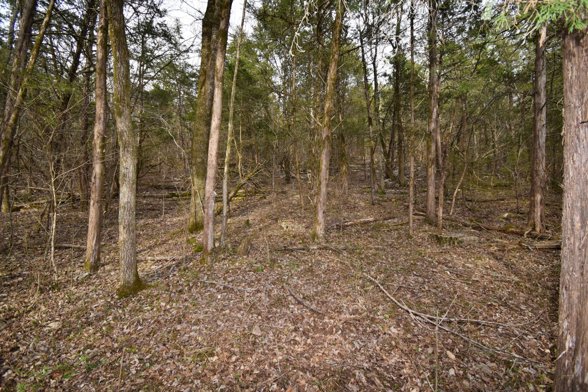 565 Cedar Creek Road Linden, TN 37096 - Photo 11 of 17