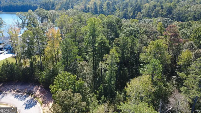 a view of a forest with a tree