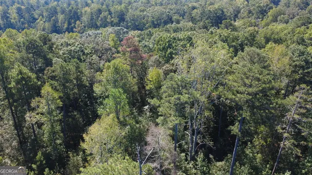 a view of a forest with a tree