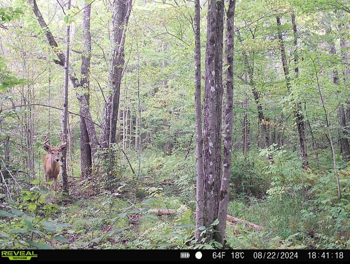 Lot 2 Delap Lane Couderay, WI 54828 - Photo 12 of 14