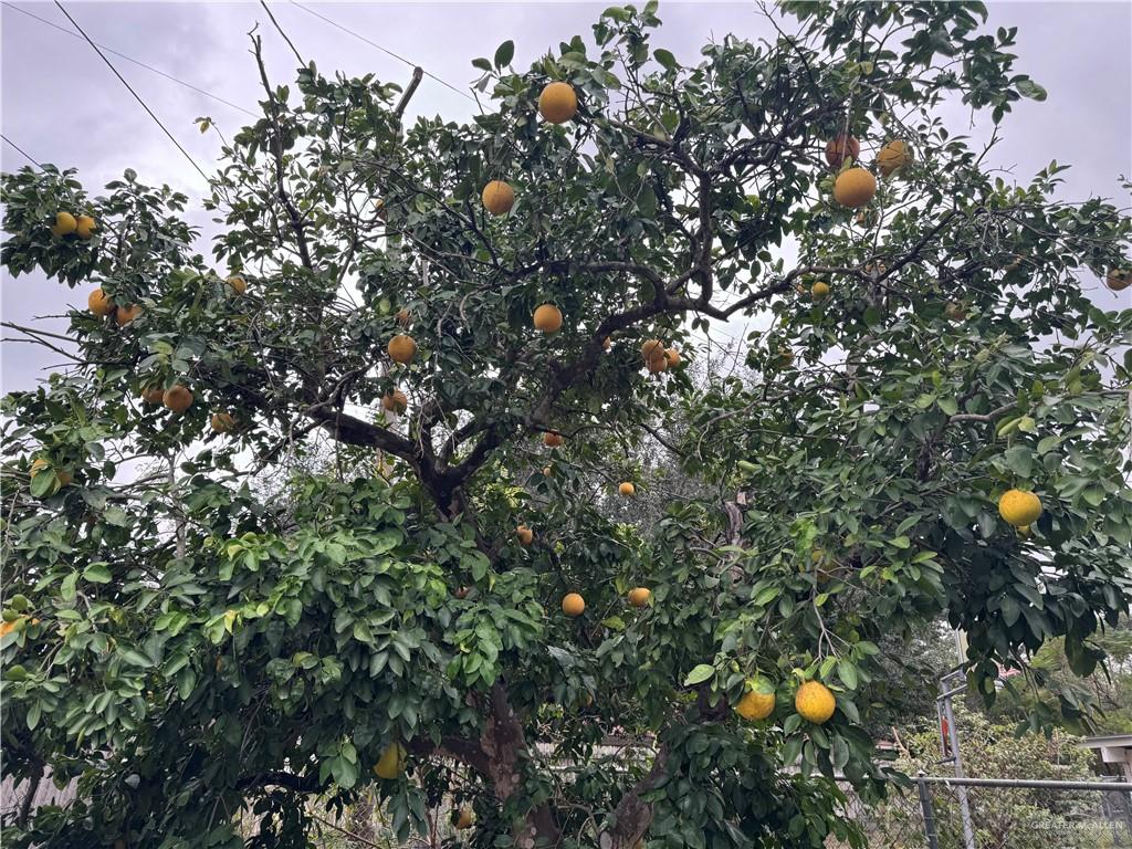 1001 West 7th Street Weslaco, TX 78596 - Photo 20 of 24 a backyard of a house with a lots of trees