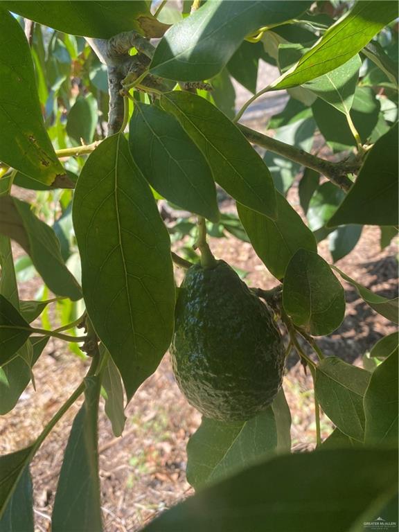 1001 West 7th Street Weslaco, TX 78596 - Photo 22 of 24 a view of a tree