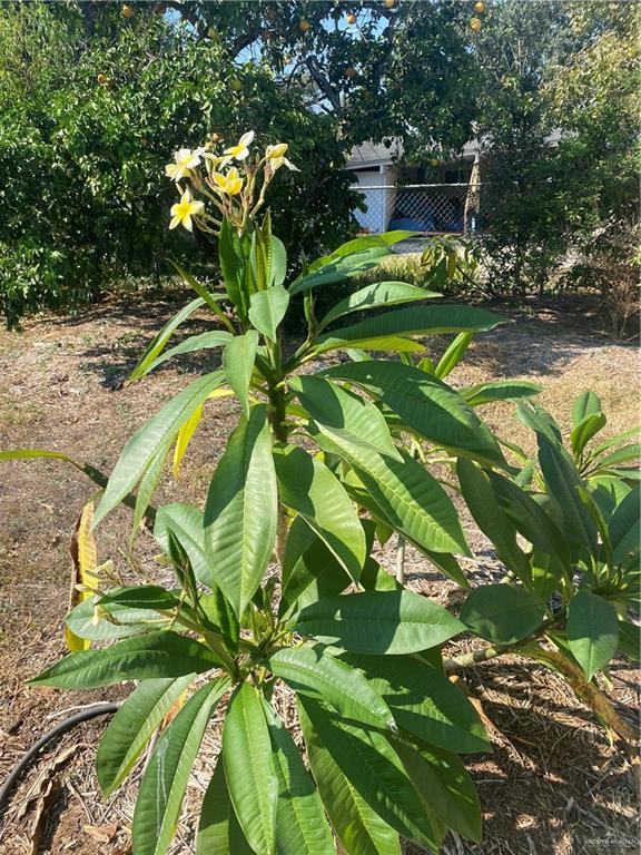 1001 West 7th Street Weslaco, TX 78596 - Photo 23 of 24 a backyard of a house with a garden and outdoor seating