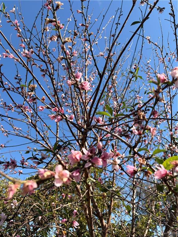 1001 West 7th Street Weslaco, TX 78596 - Photo 24 of 24 Juicy Peach Blossoms!