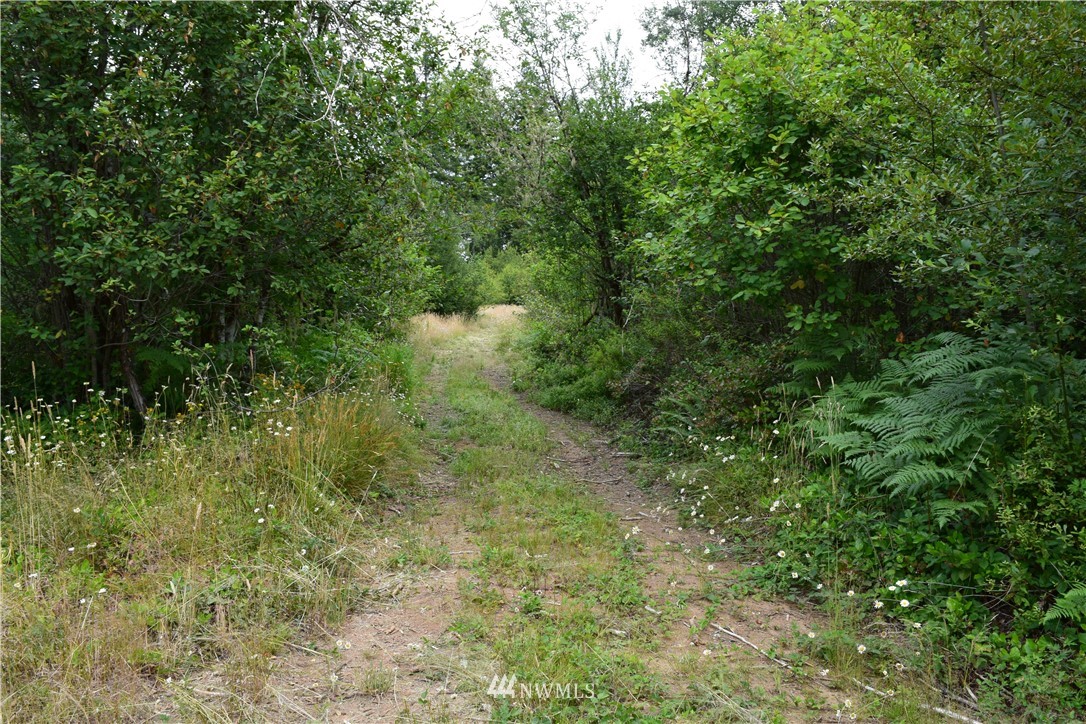 768 Logan Hill Road Chehalis, WA 98532 - Photo 10 of 35 a view of a lush green forest