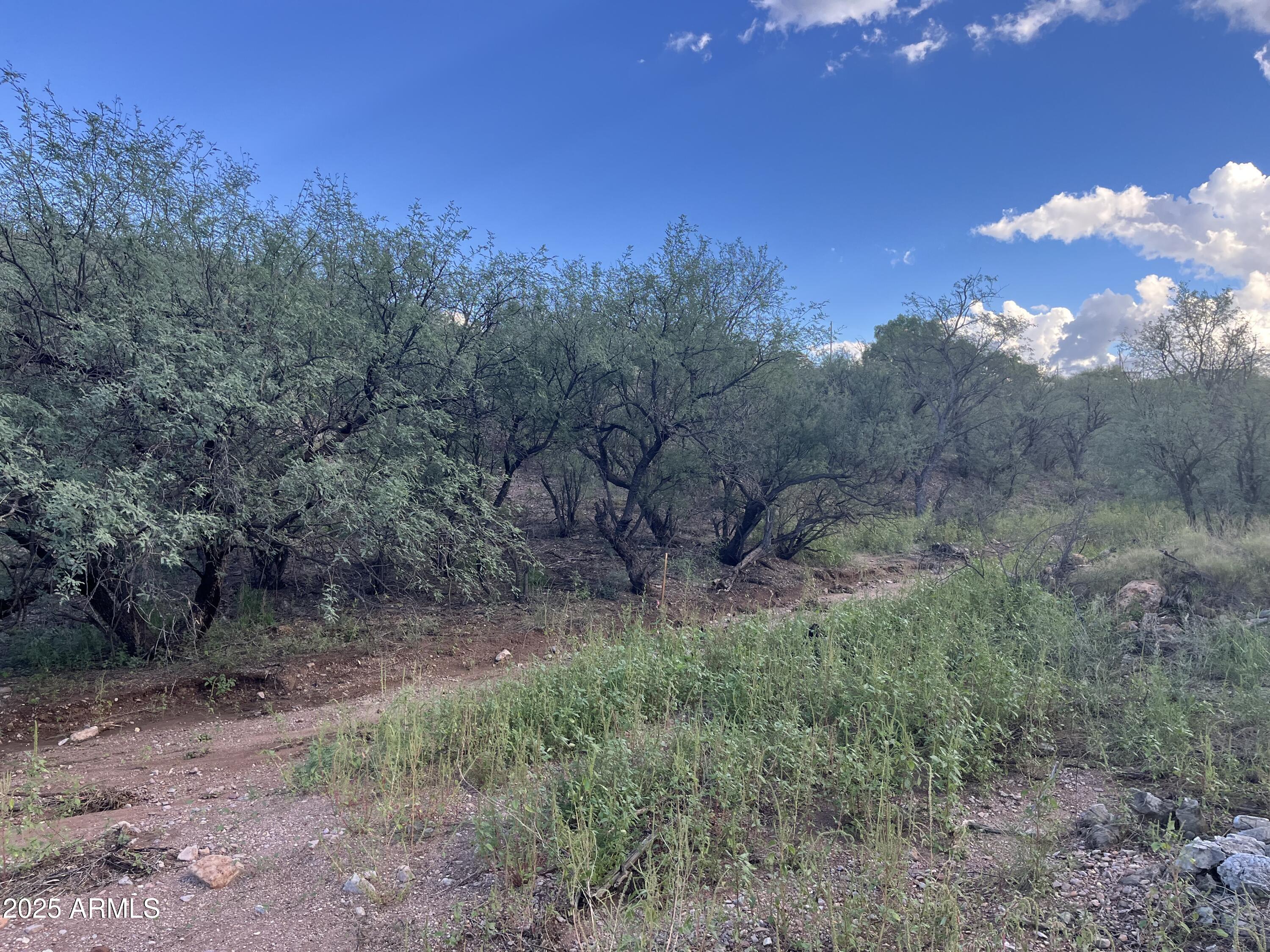 935 Avena Court, Unit 52 Rio Rico, AZ 85648 - Photo 3 of 8 a view of a yard with a tree