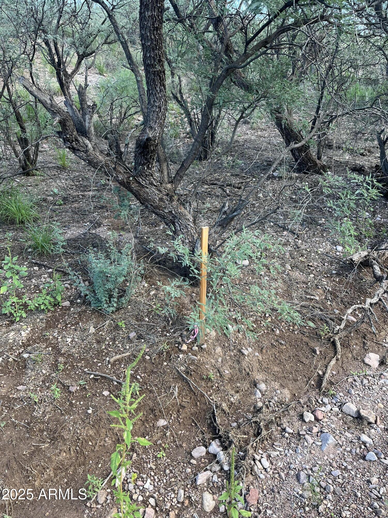 935 Avena Court, Unit 52 Rio Rico, AZ 85648 - Photo 4 of 8 a view of a yard with plants and trees
