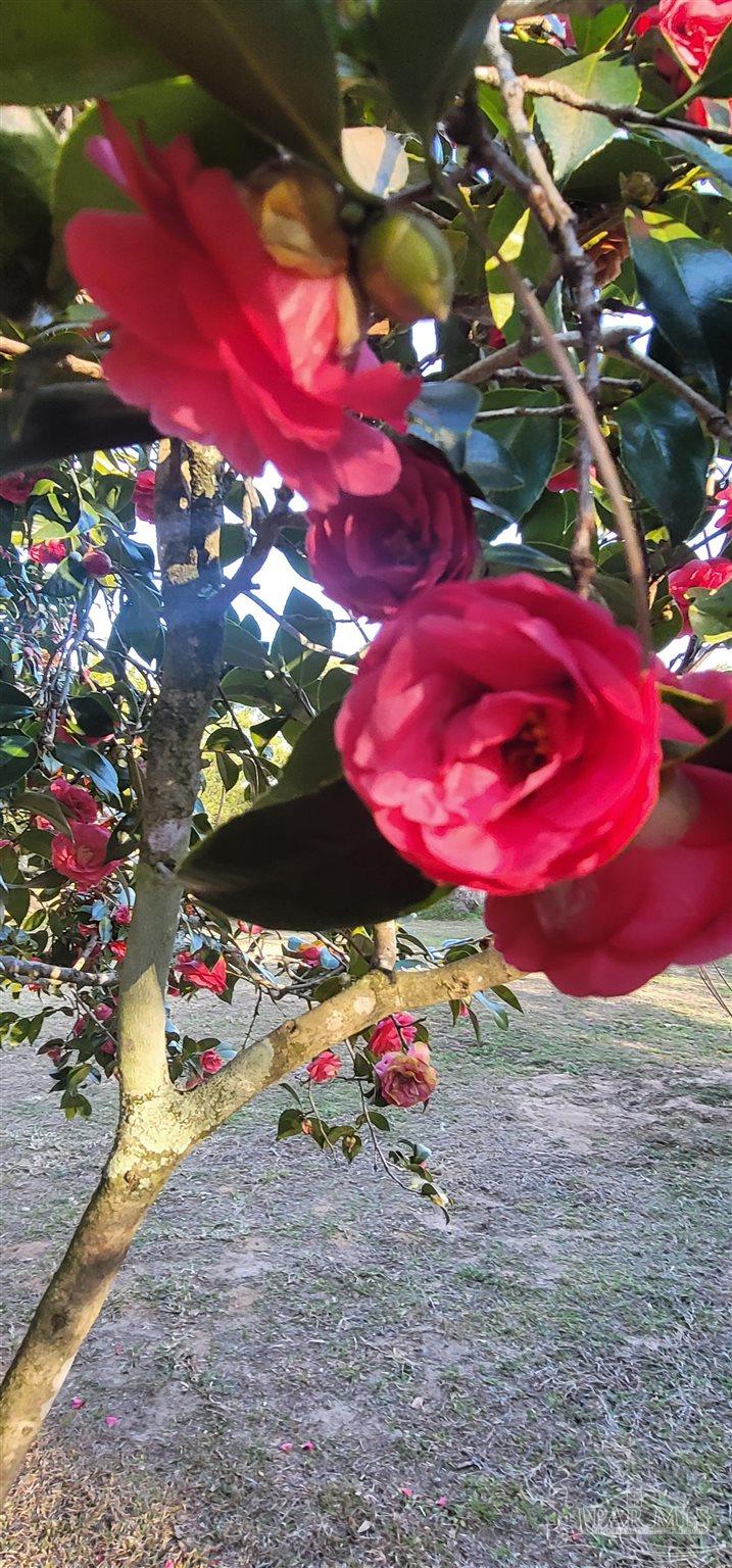 7370 Frank Reeder Road Pensacola, FL 32526 - Photo 27 of 29 Lots of Beautiful flowering bushes & trees!!!