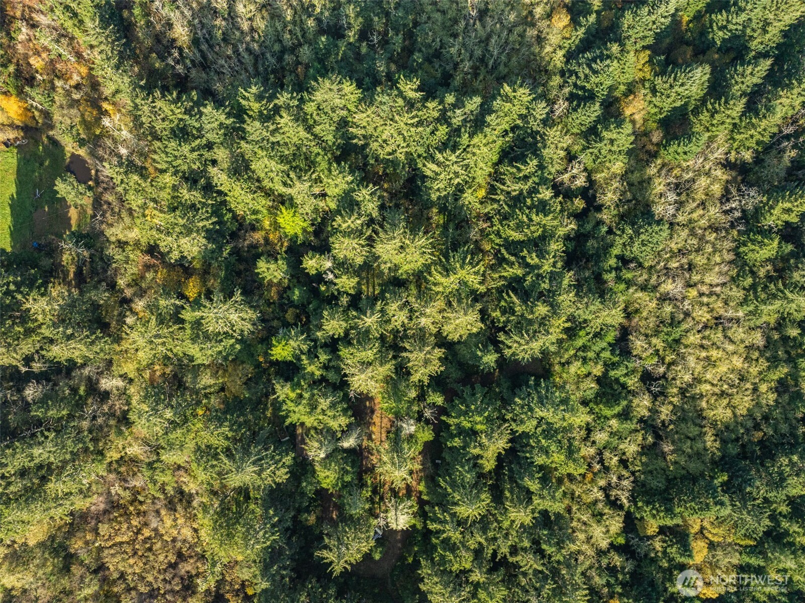 2 147th Place Long Beach, WA 98631 - Photo 4 of 9 a view of a lush green forest