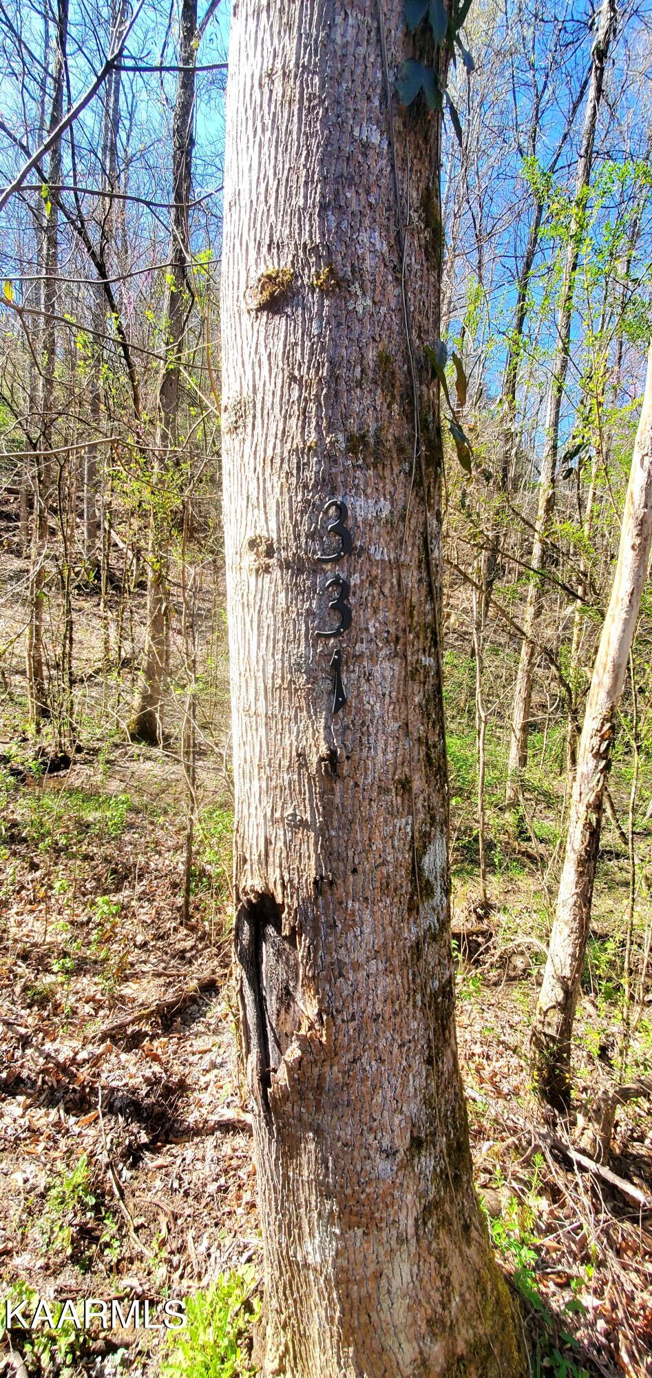 331 Chestnut Ridge Road Walland, TN 37886 - Photo 3 of 37 3 Address Tree