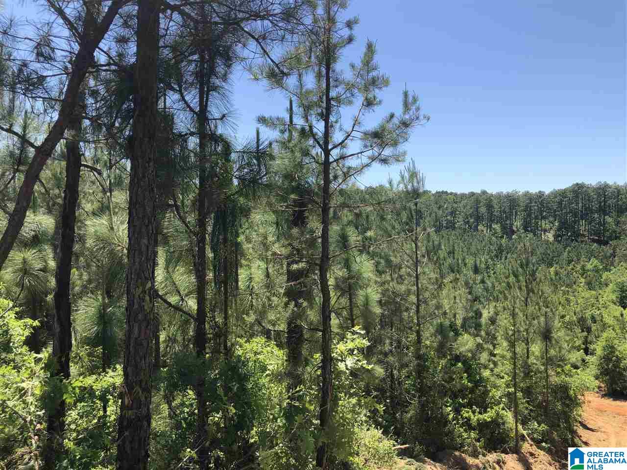 119-acres Double Branch Road, Unit 119 ACRES Marion, AL 36756 - Photo 12 of 26