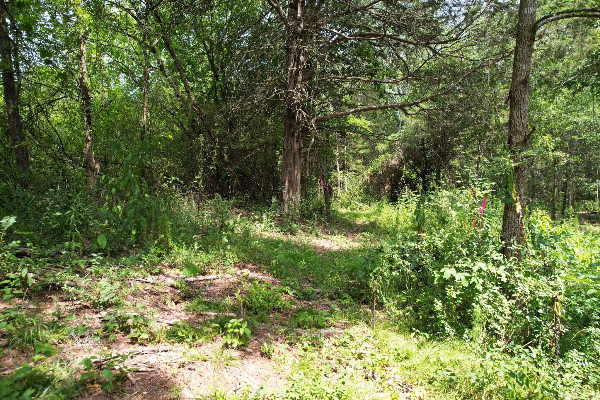 326 McClure Road Benton, TN 37307 - Photo 39 of 47 7-web-or-mls-DJI_0450