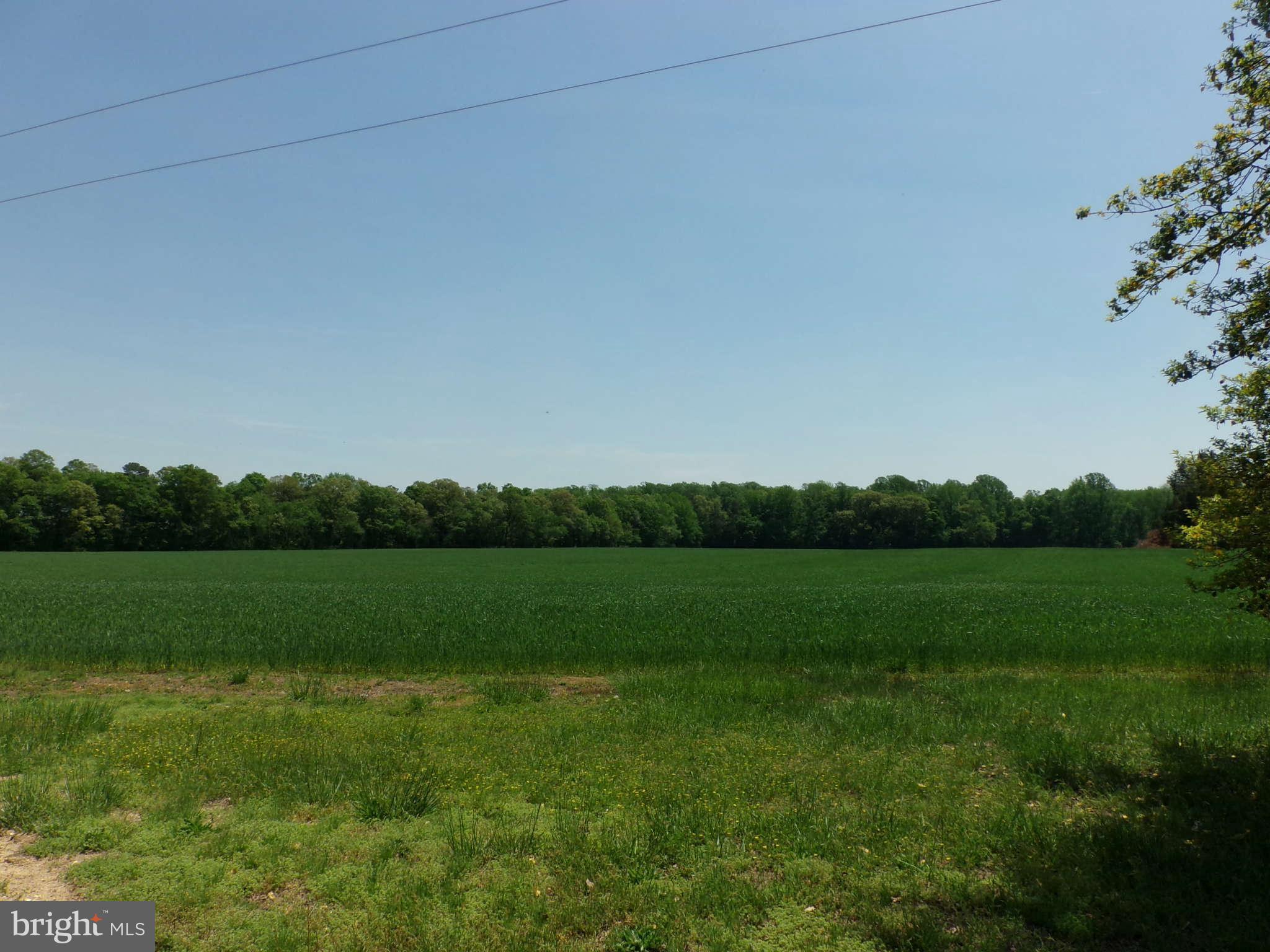 a view of field with grass