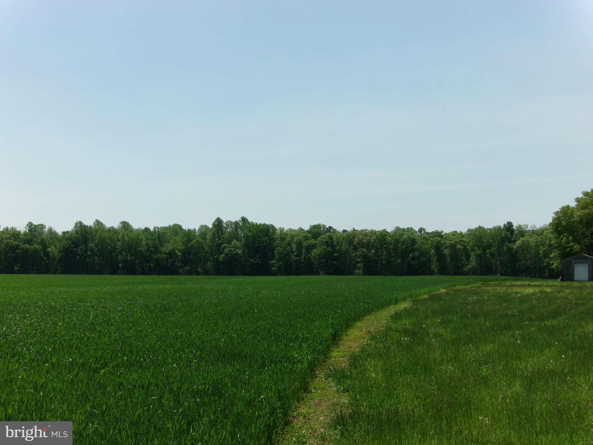 Towers Road Denton, MD 21629 - Photo 2 of 6 a view of a grassy field