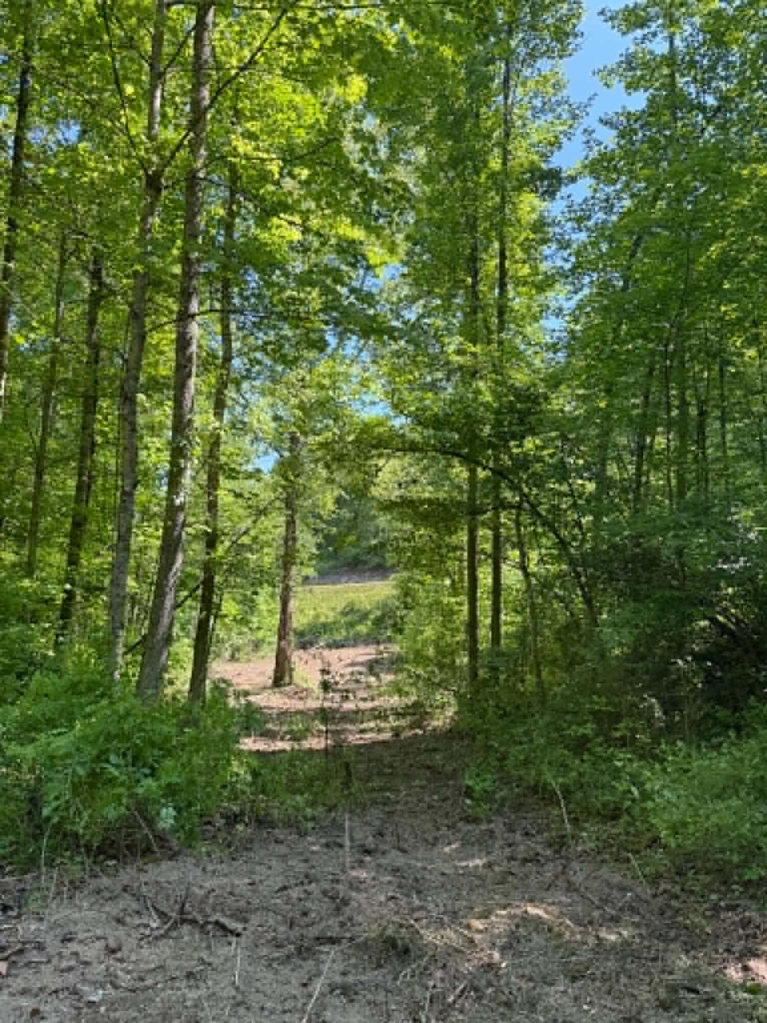 0 Ky-706 Road Isonville, KY 41149 - Photo 5 of 17 d2bbff15-62fa-465b-873a-f7aa4de9a3c2