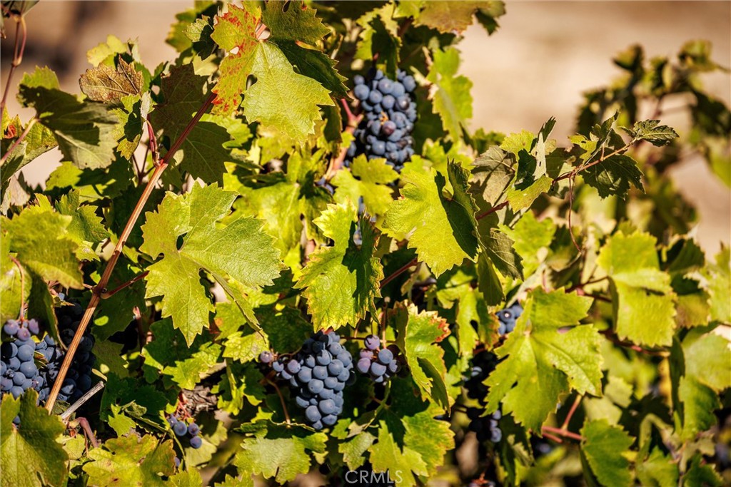3000 Oakdale Road Paso Robles, CA 93446 - Photo 18 of 26 a view of a tree