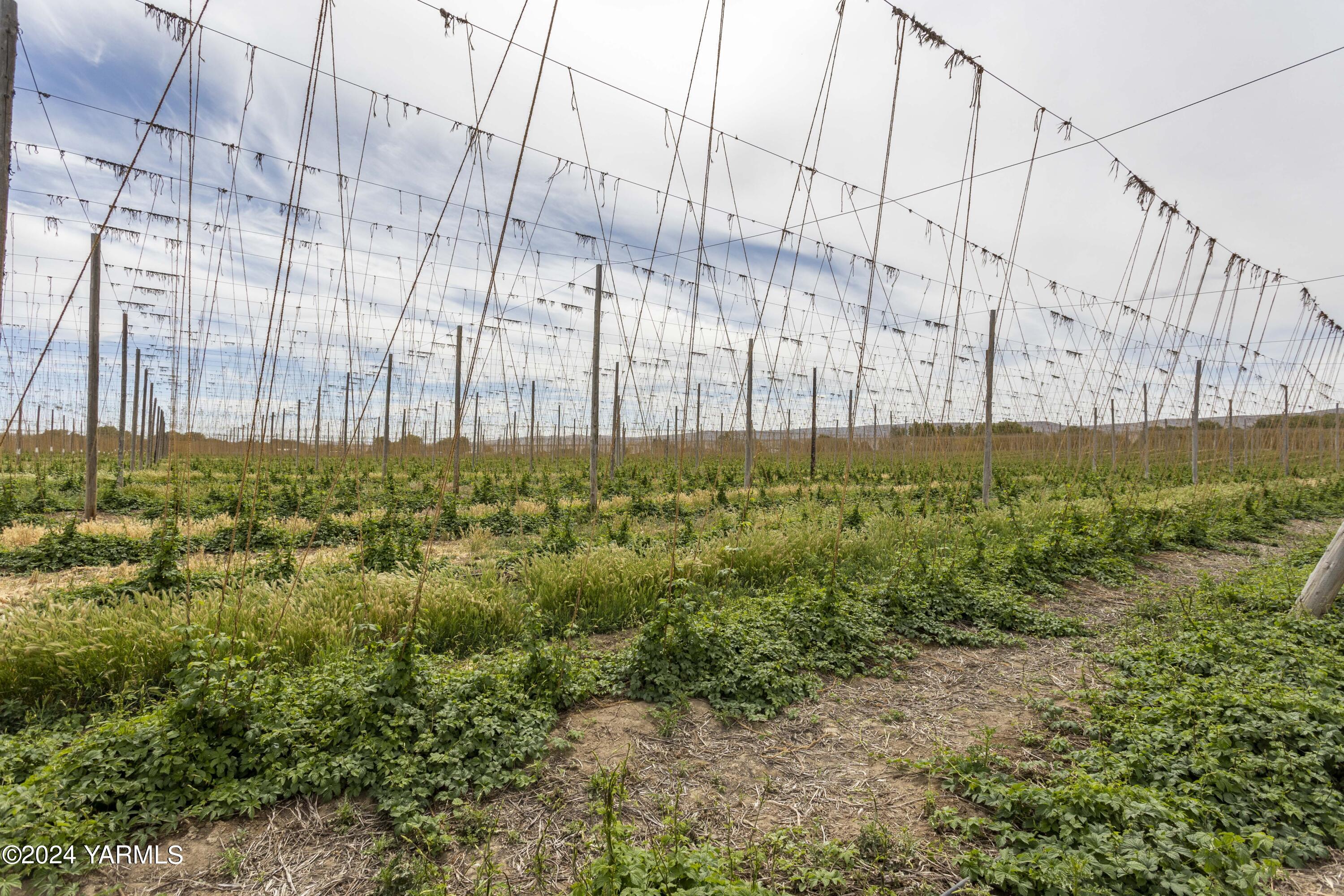 Tbd Apricot Road Grandview, WA 98930 - Photo 11 of 18 a view of a green field