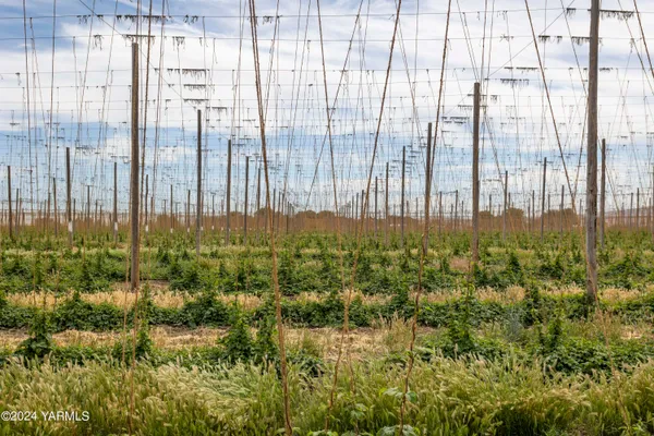 a close up of a tree in a garden