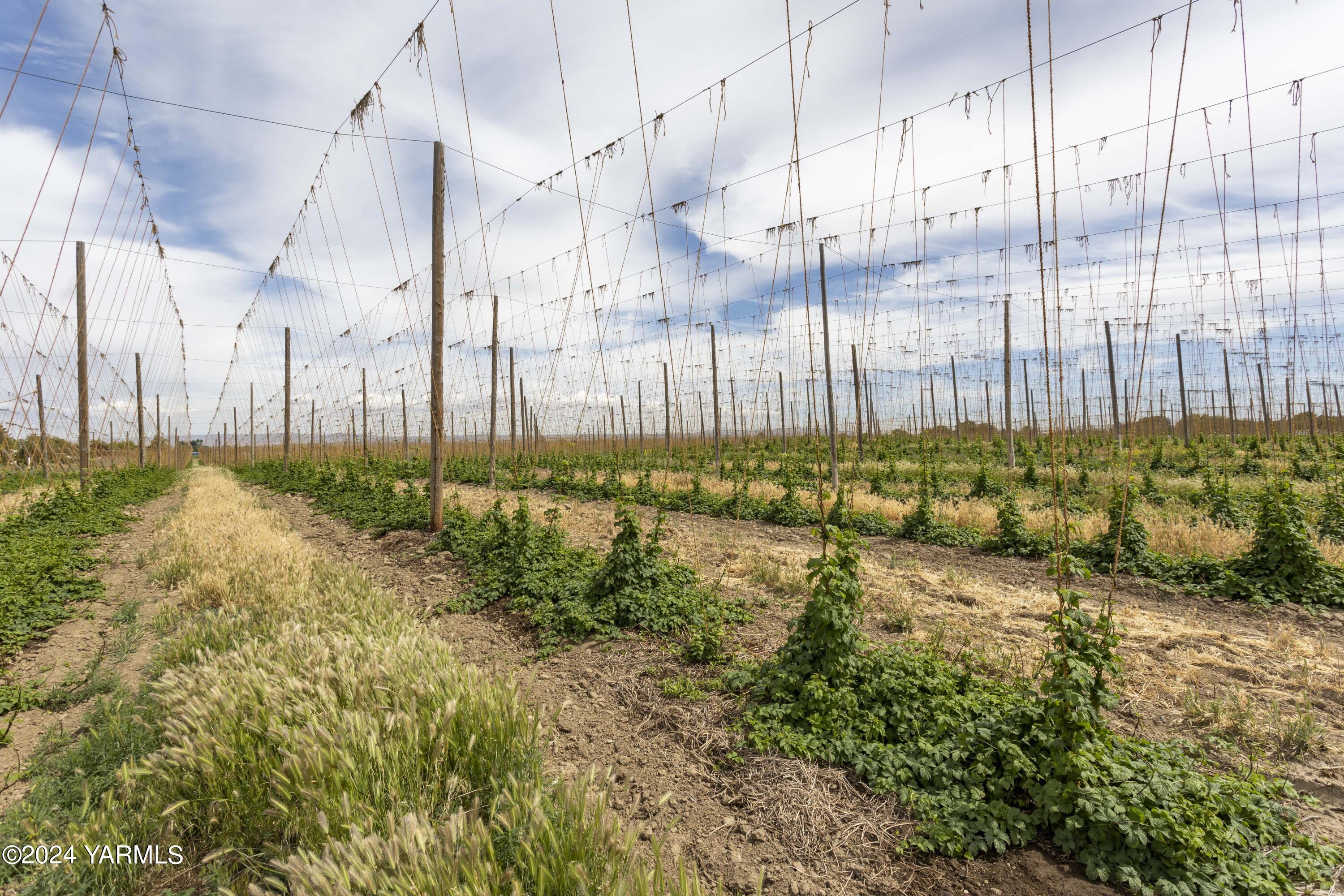 Tbd Apricot Road Grandview, WA 98930 - Photo 13 of 18 a view of a bunch of plants and trees