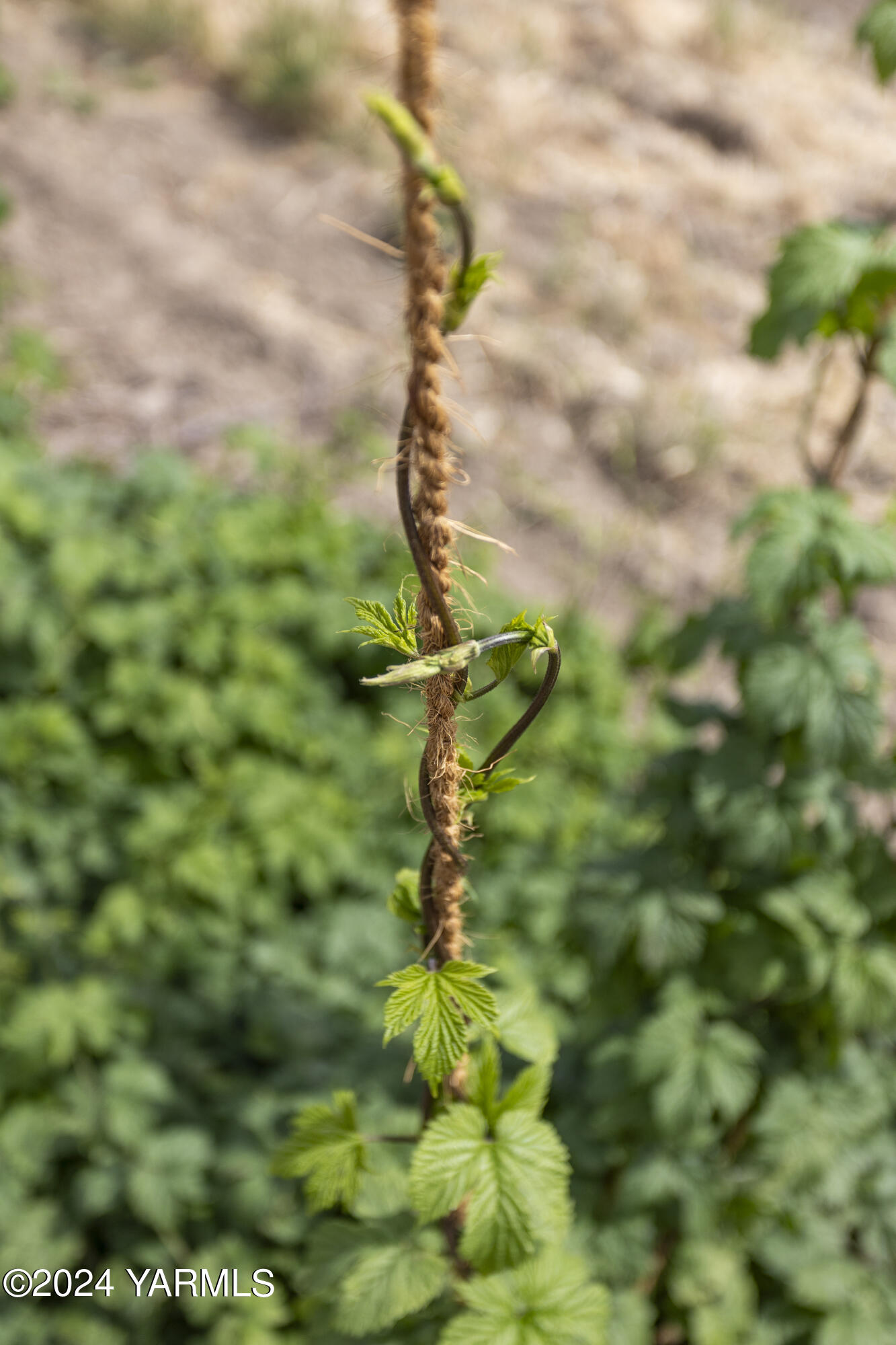 Tbd Apricot Road Grandview, WA 98930 - Photo 14 of 18 a close up of a tree in a garden