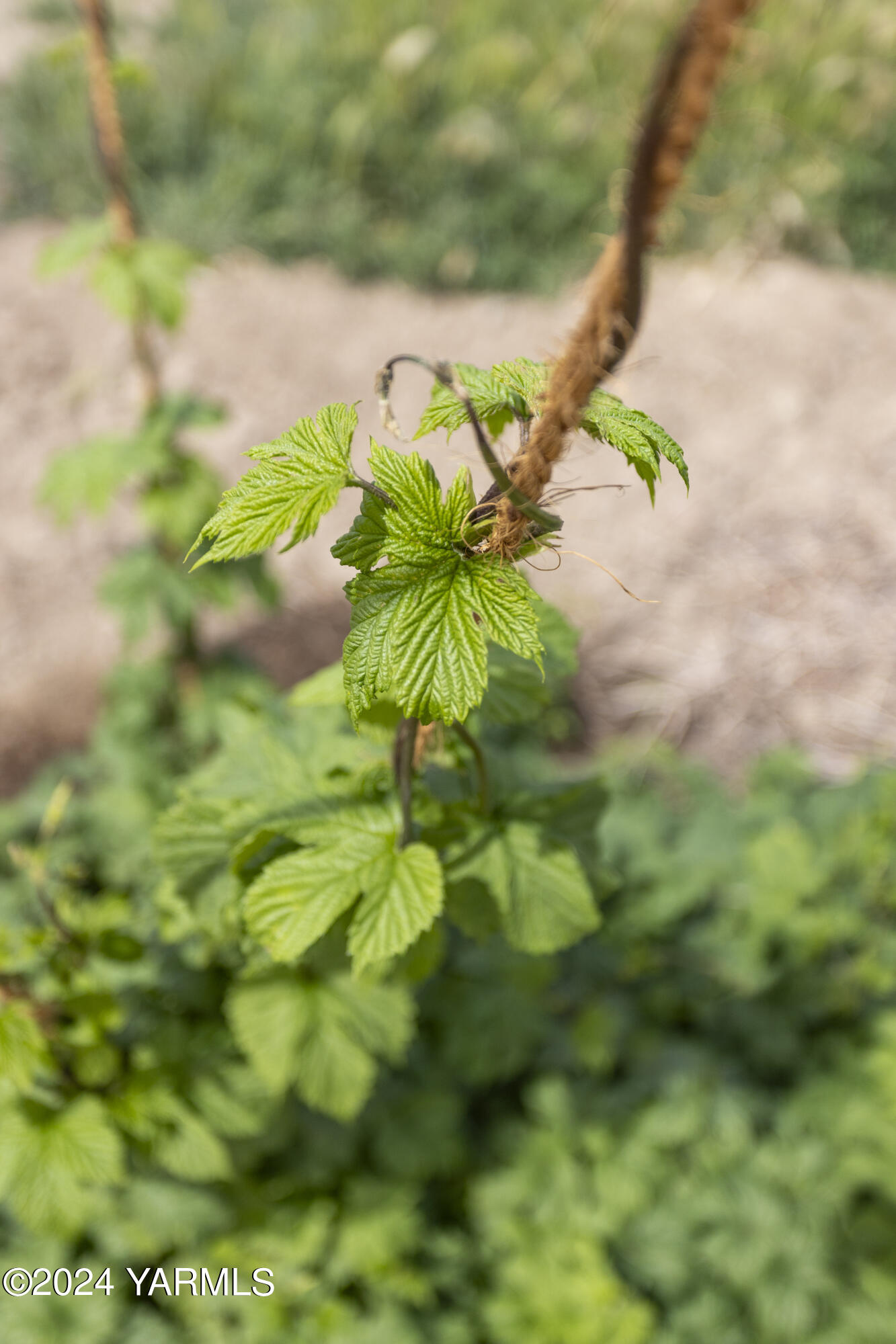 Tbd Apricot Road Grandview, WA 98930 - Photo 15 of 18 a view of a plant