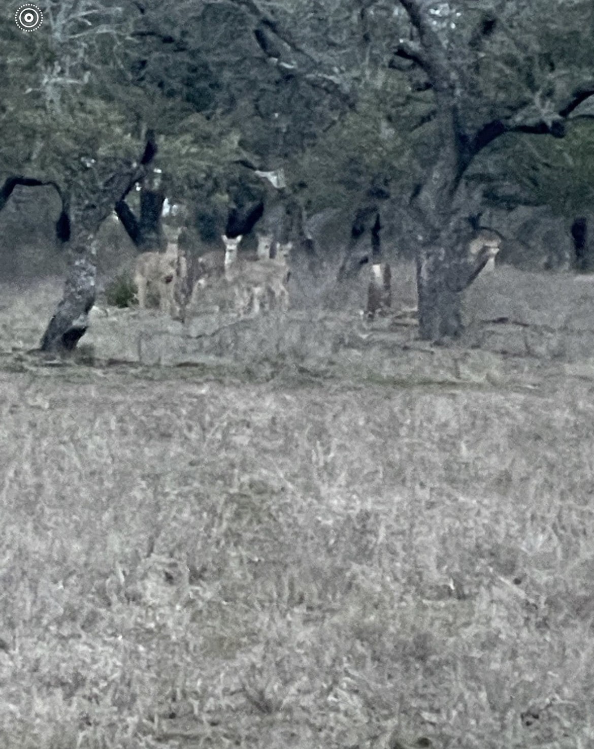 Tbd Winnie Smith Road Round Mountain, TX 78663 - Photo 27 of 30 a view of a dry ground with wooden floor