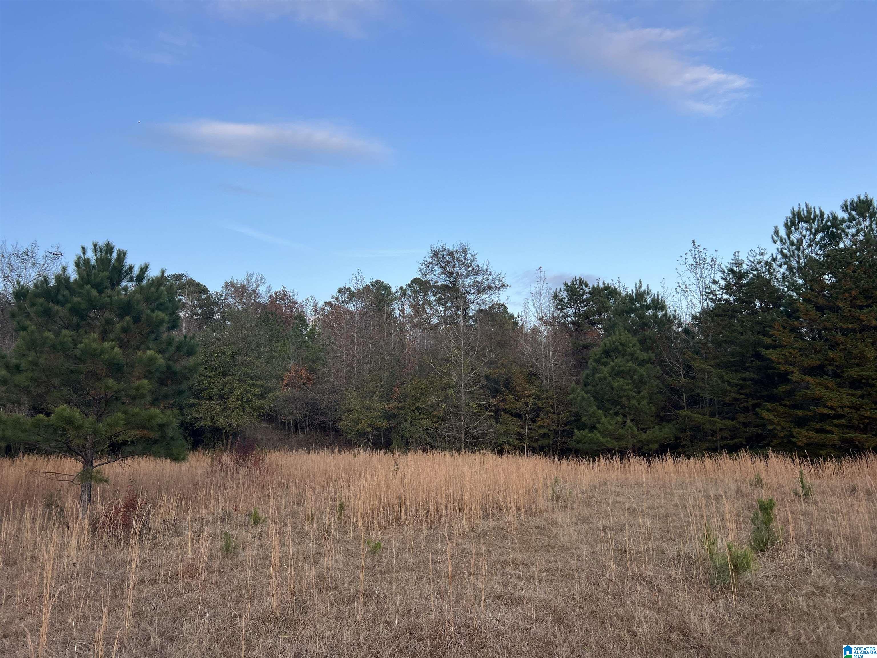 11-acres Risers Mill Road, Unit 11 ACRES Alpine, AL 35014 - Photo 13 of 23