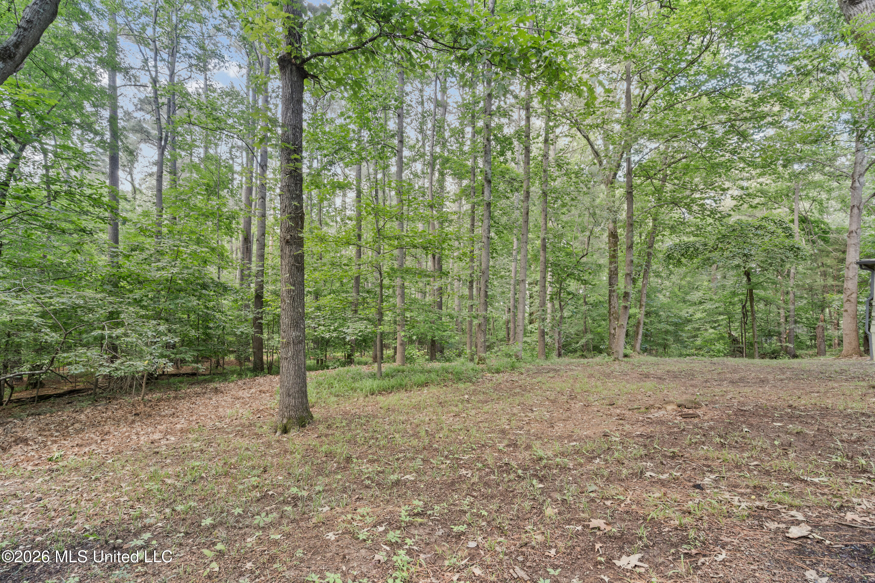 49 Autumn Drive Coldwater, MS 38618 - Photo 19 of 28 autumn woods