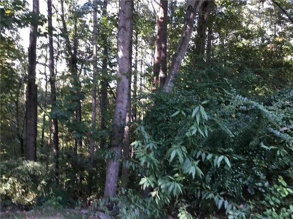 a view of a tree in a forest