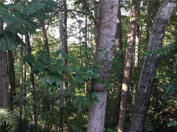 a view of a tree in a yard