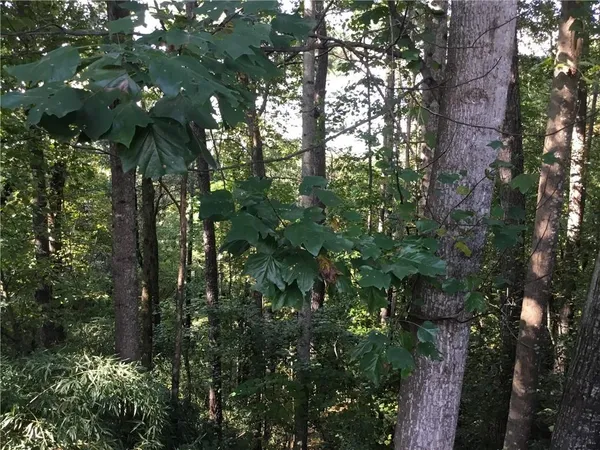 a view of a tree in a yard