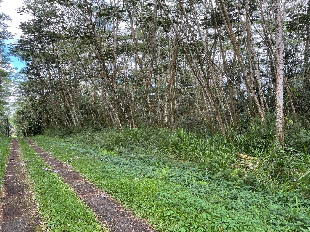 293 Paradise Road Pahoa, HI 96778 - Photo 3 of 5 Gallery Image 3