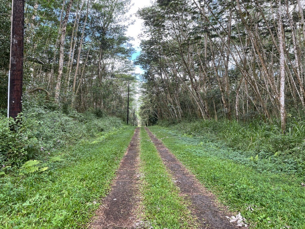 293 Paradise Road Pahoa, HI 96778 - Photo 4 of 5 Gallery Image 4