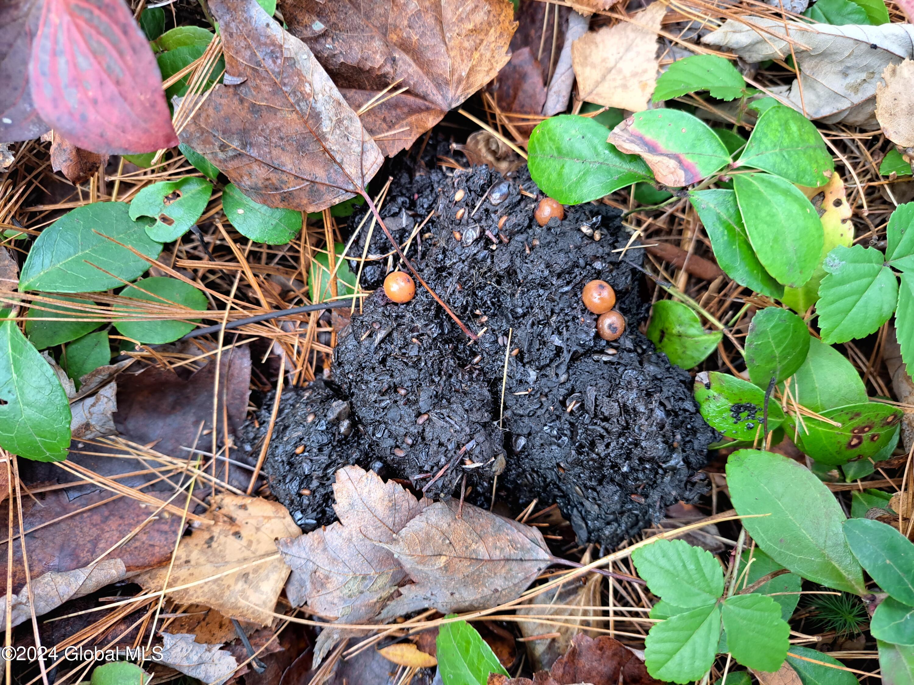 L1.4 Drown Road Ellenburg Depot, NY 12935 - Photo 30 of 89 31 Fresh Black Bear Scat