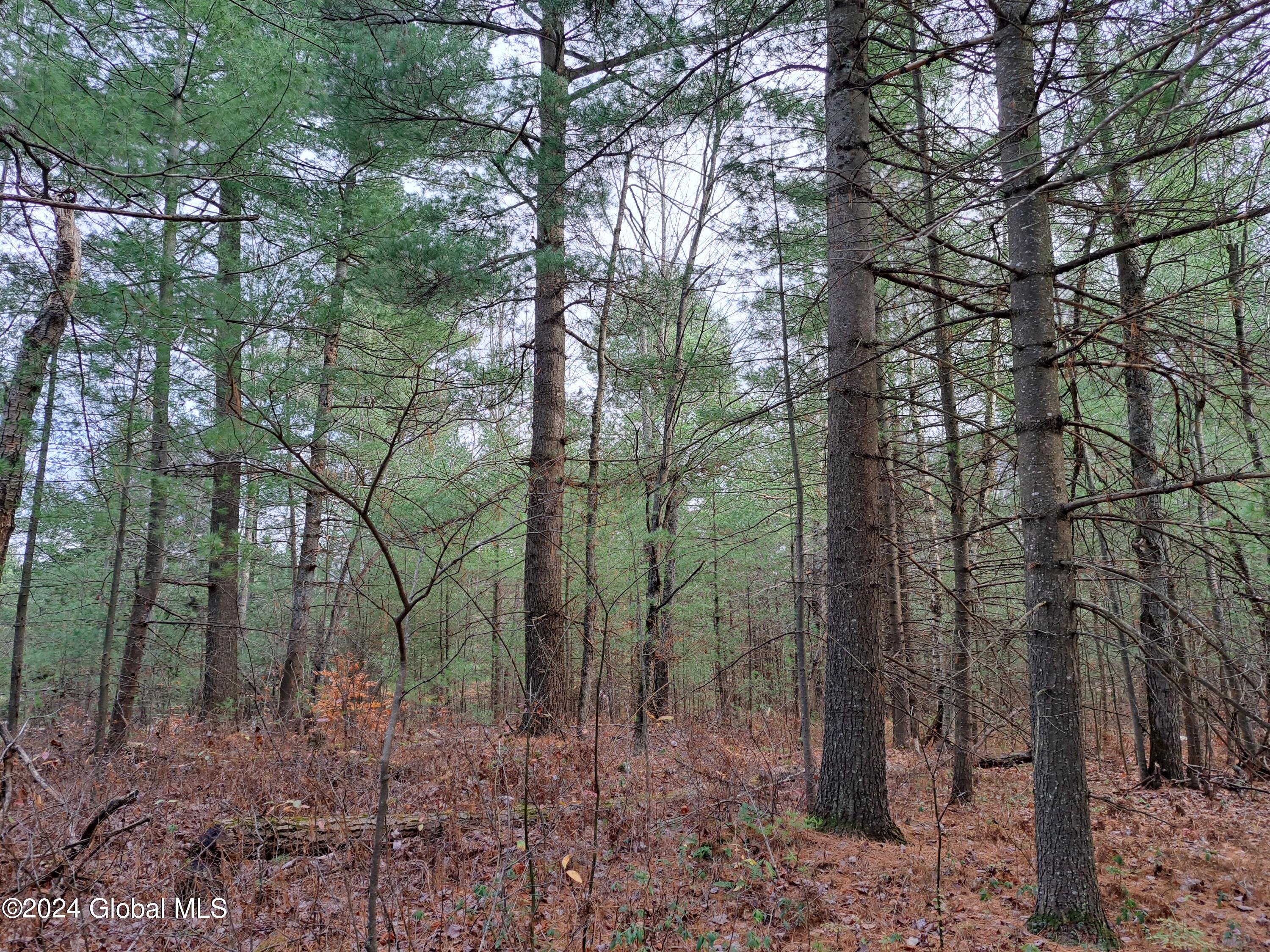 L1.4 Drown Road Ellenburg Depot, NY 12935 - Photo 33 of 89 34 Mature White Pine