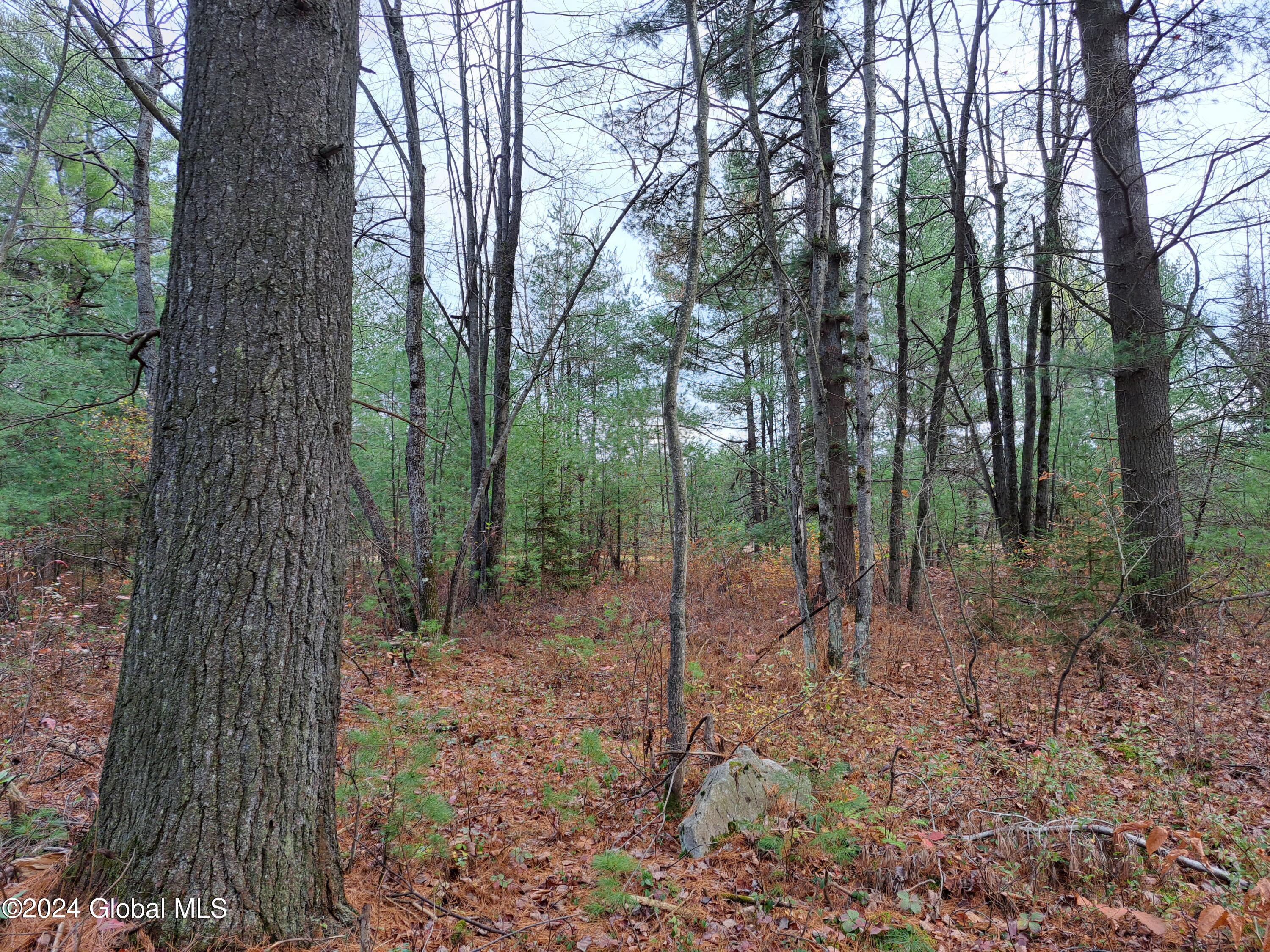 L1.4 Drown Road Ellenburg Depot, NY 12935 - Photo 34 of 89 35 Mature White Pine