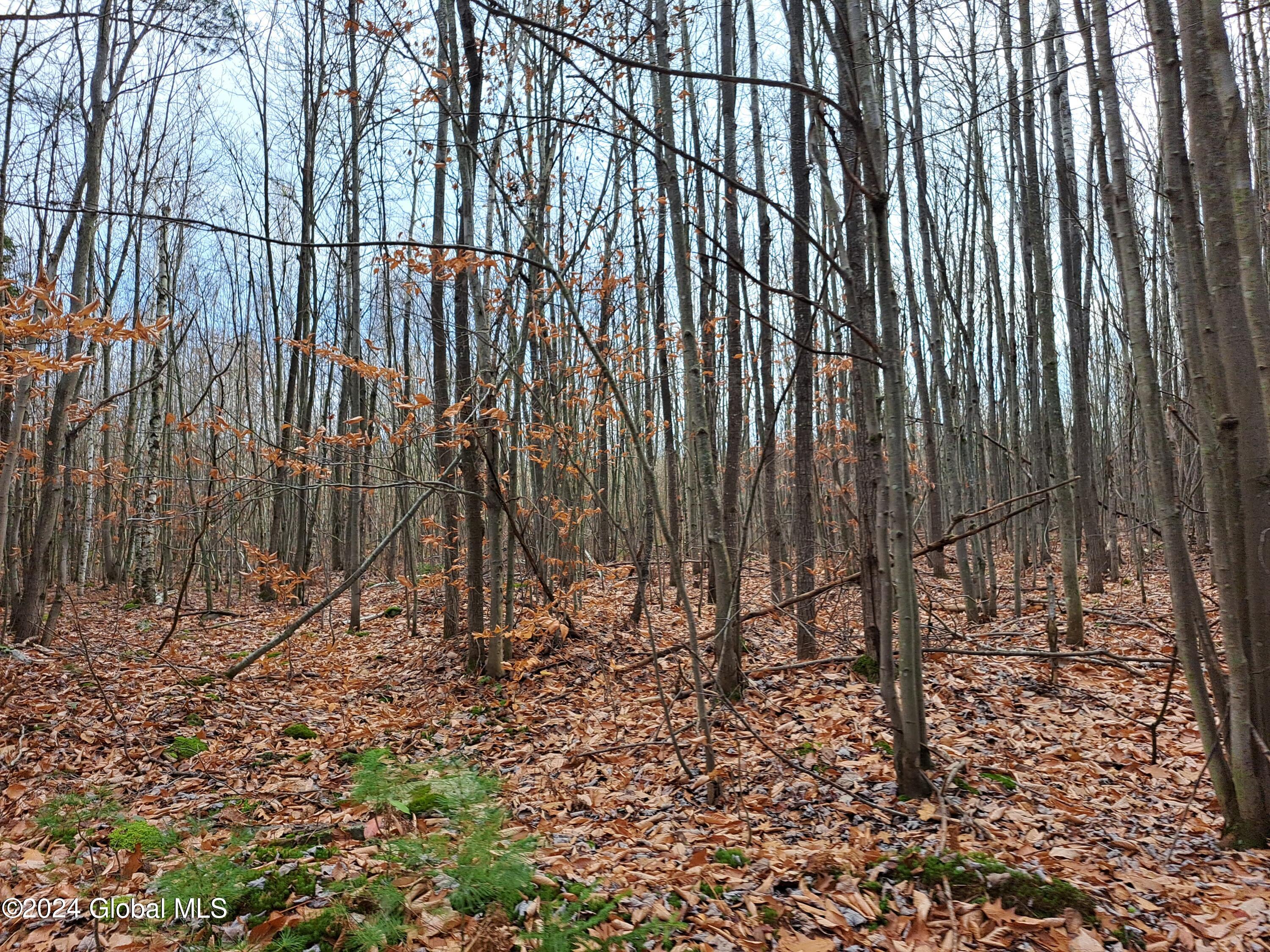 L1.4 Drown Road Ellenburg Depot, NY 12935 - Photo 43 of 89 44 Immature Grouse Woods