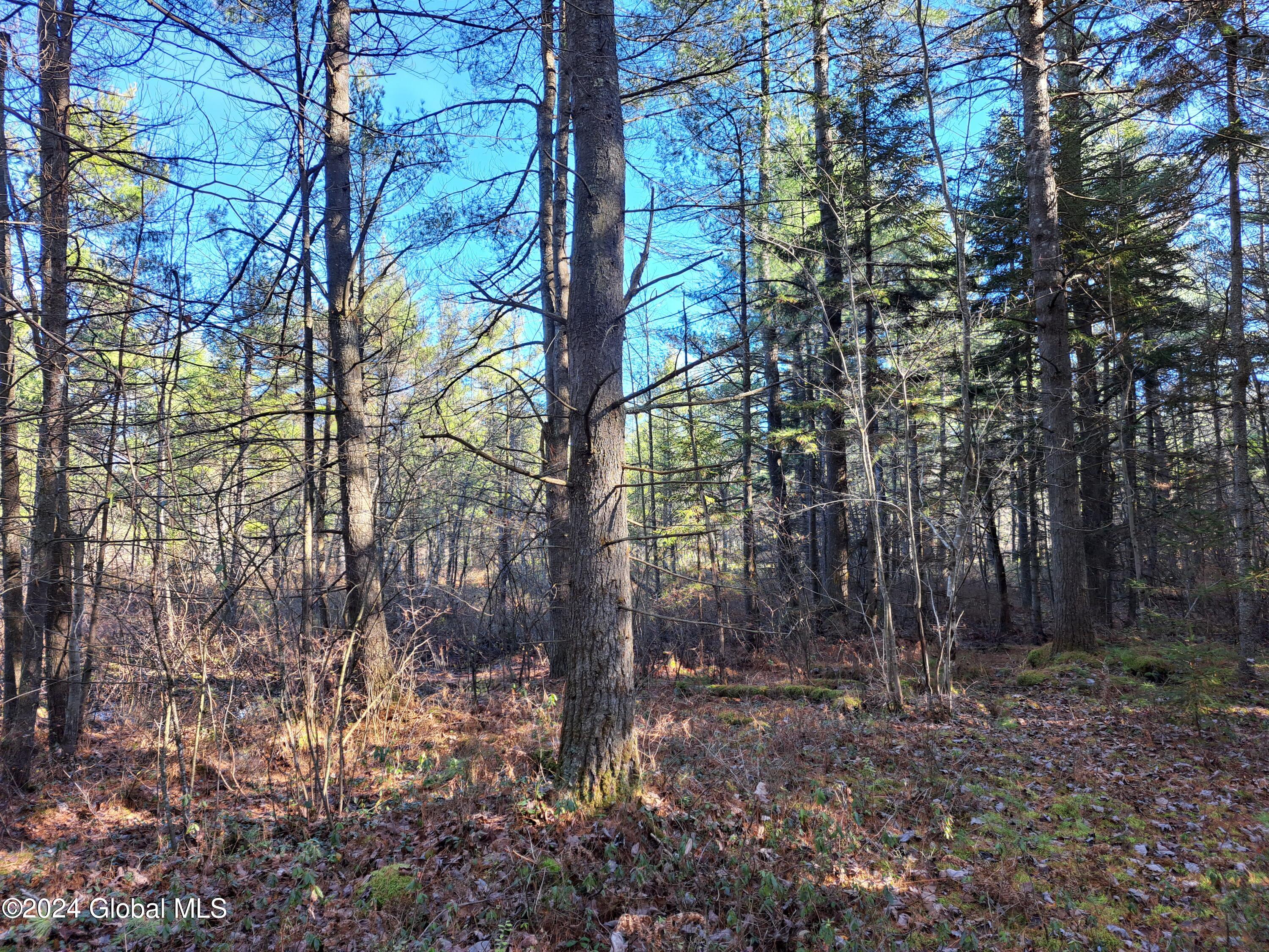 L1.4 Drown Road Ellenburg Depot, NY 12935 - Photo 52 of 89 53 Mature Pine
